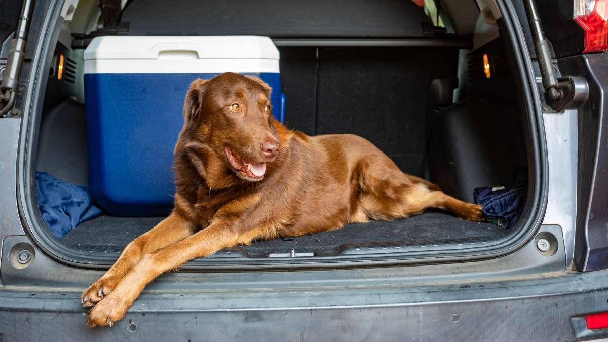 A Kelpie dog lying in the back of a SUV car