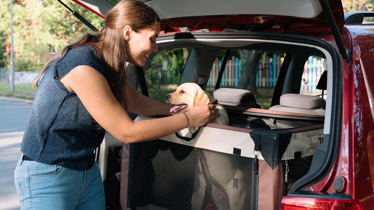 Woman putting a labrador puppy in a padded mesh crate in the boot of a hatchback car