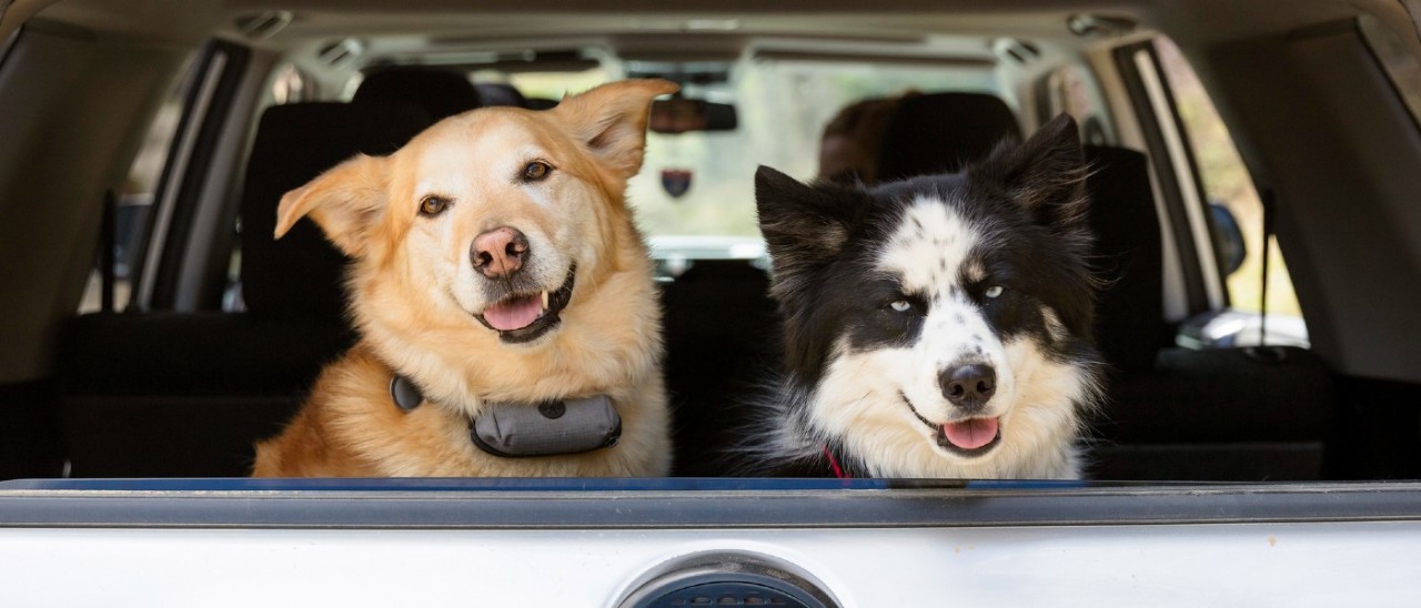 Dogs in car Two dogs sitting happily in the back cargo area of a car