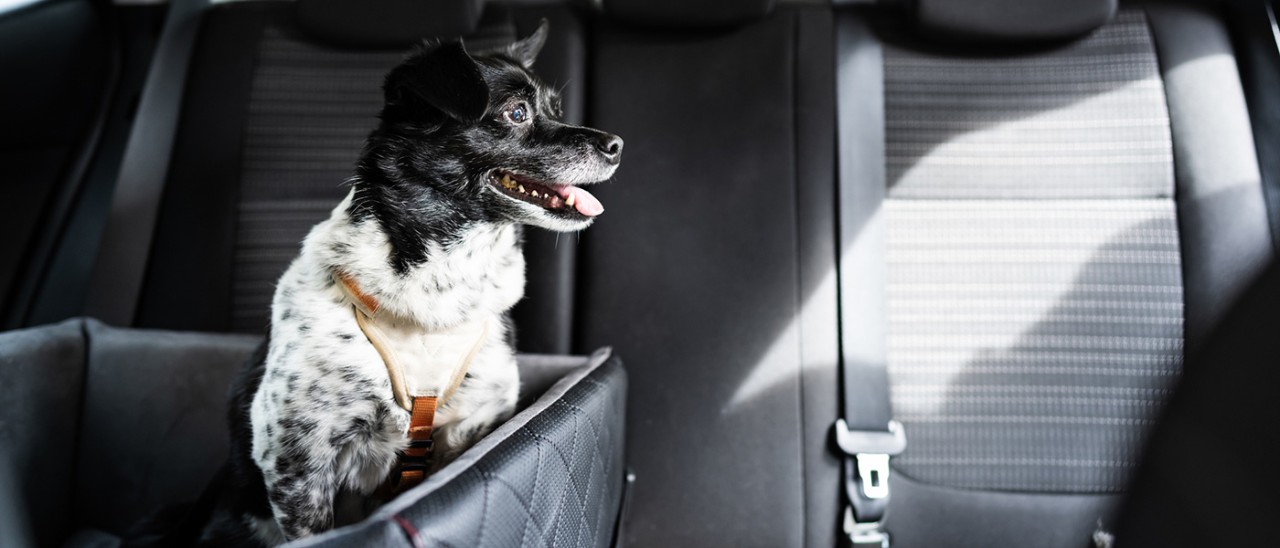 A small black and white terrier wearing a harness while sitting relaxed in a padded, open-roof crate on the back seat of a car