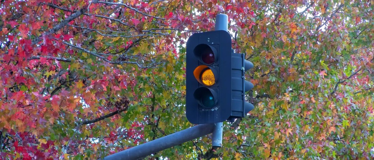 yellow traffic light with a tree in the background