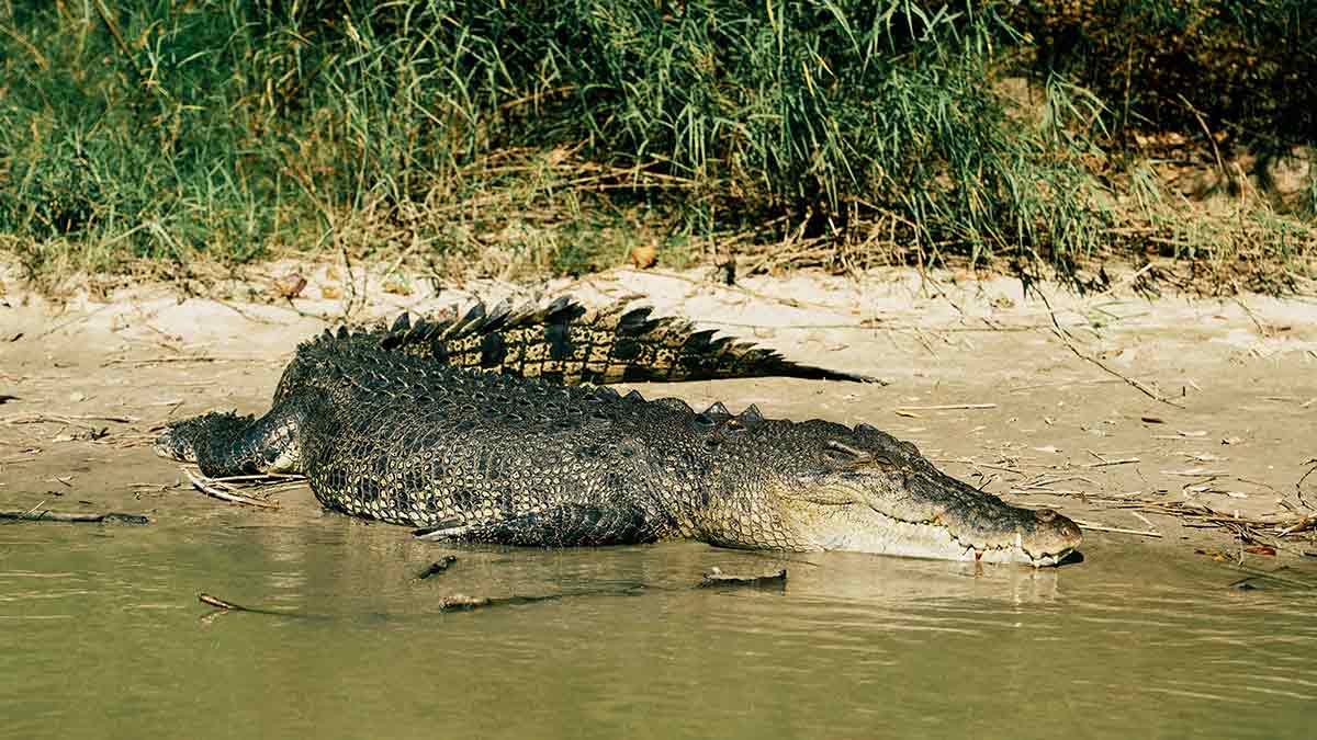 Crocodile on river bank spotted on a Guluyambi Cultural Cruise