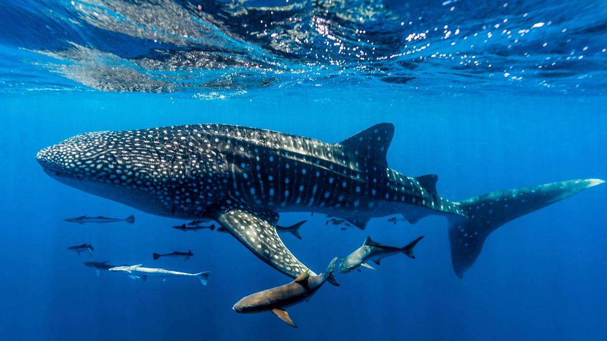 whale sharks in the ocean