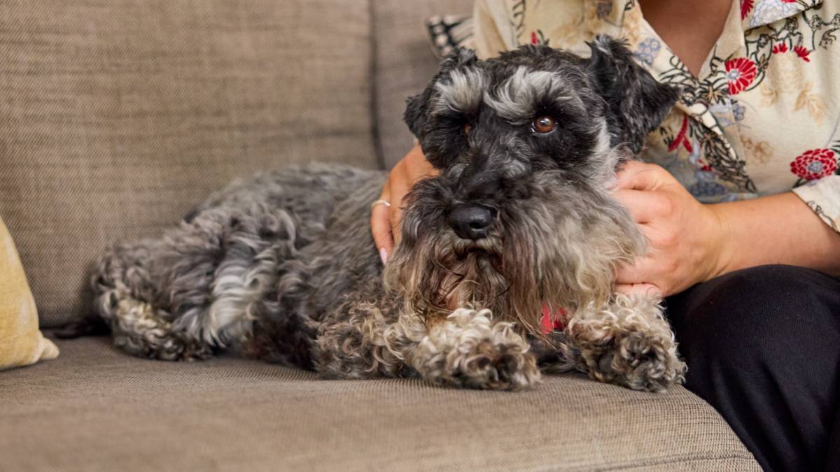 A schnauzer dog sitting contentedly on a couch while a human cuddles it