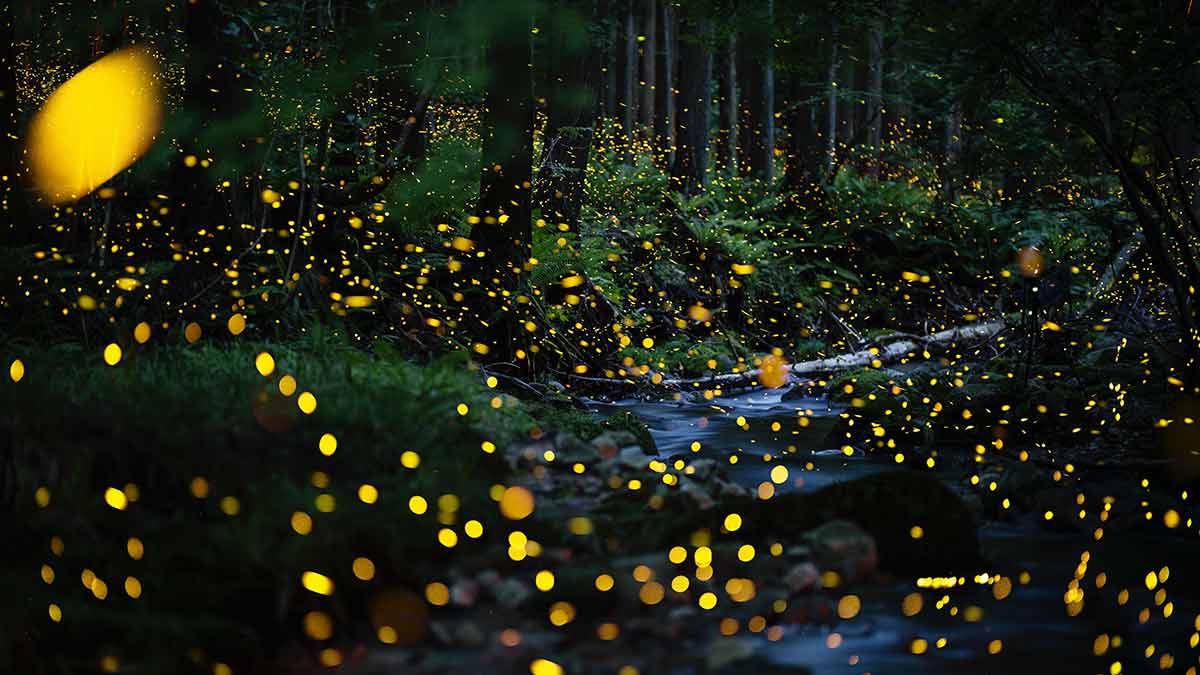 Fireflies glowing above a river in the forest at night in rural Japan.