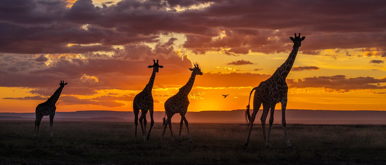 Giraffes-night-safari-Getty-1990933715-1400x600.jpg Giraffes during safari with amazing sunset in background in Maasai Mara, Kenya