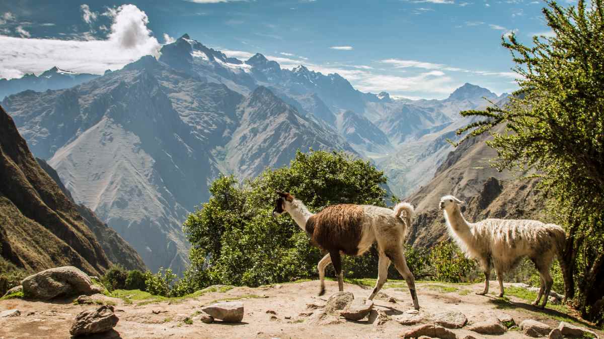 two llamas on the Inca Trail