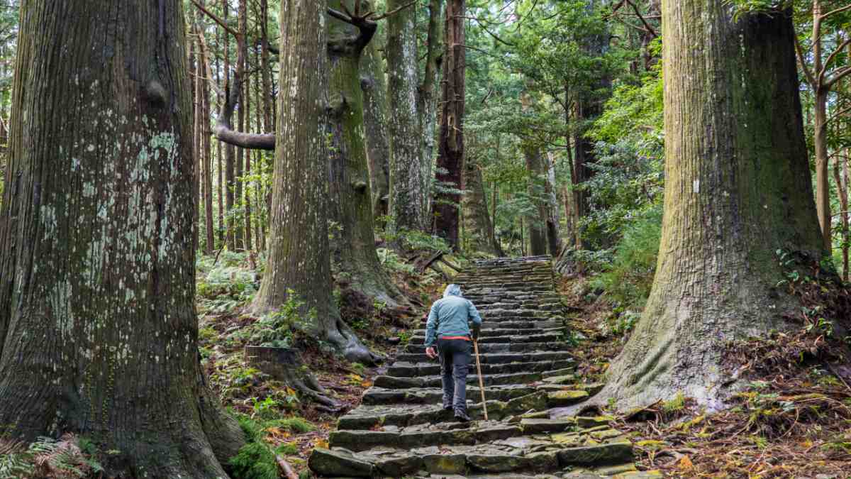 man walking up stone stairs in a forest with a walking stick