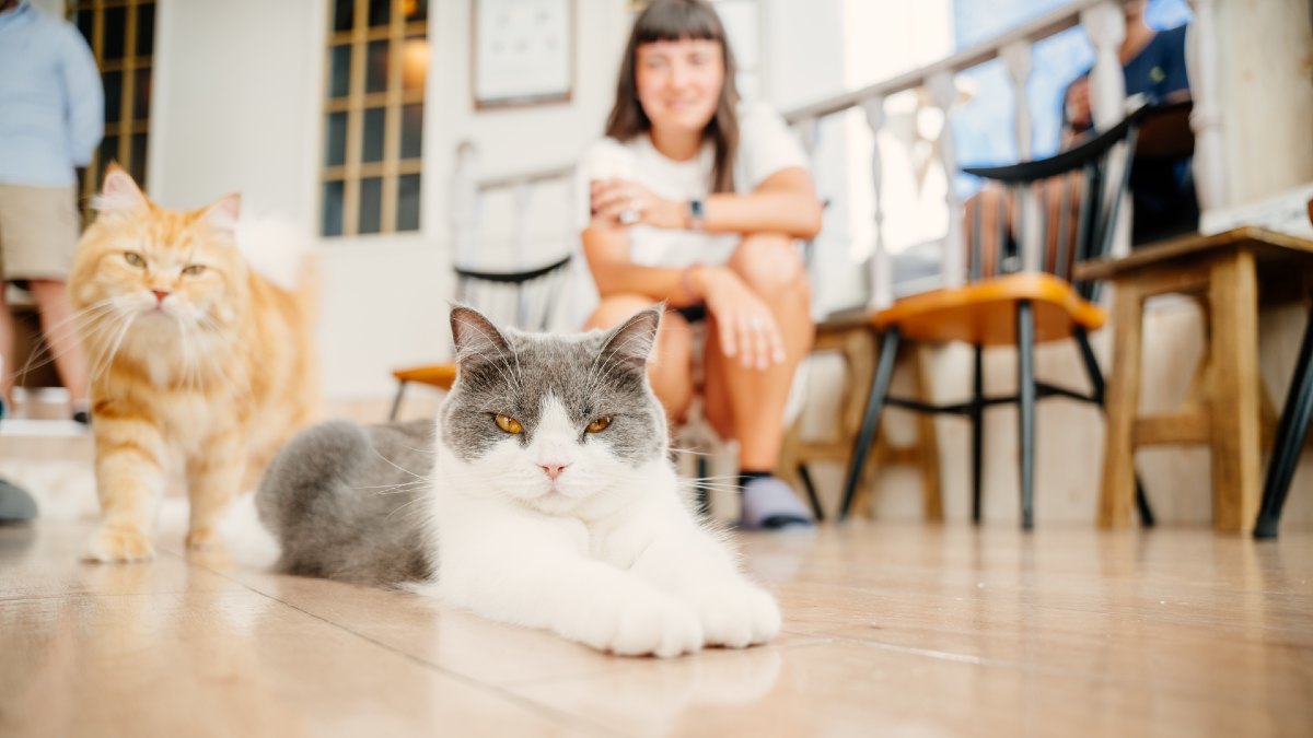 two cats in foreground with woman crouching in background