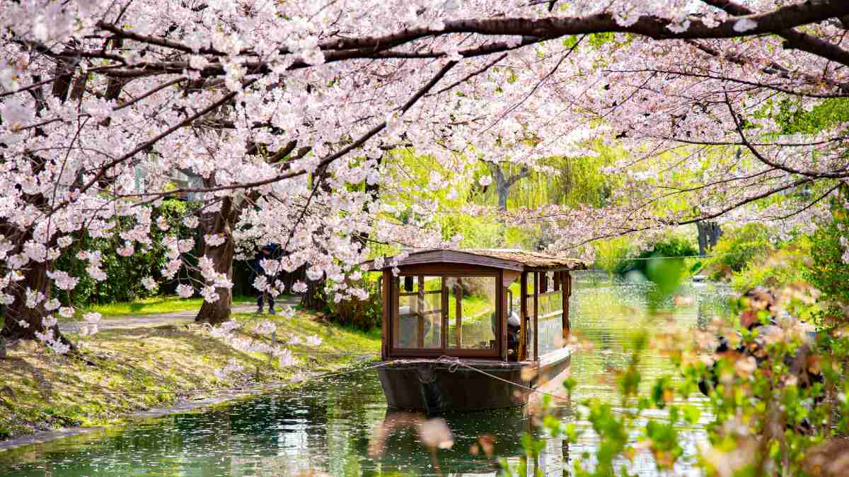 wooden boat on river with cherry blossoms overhanging