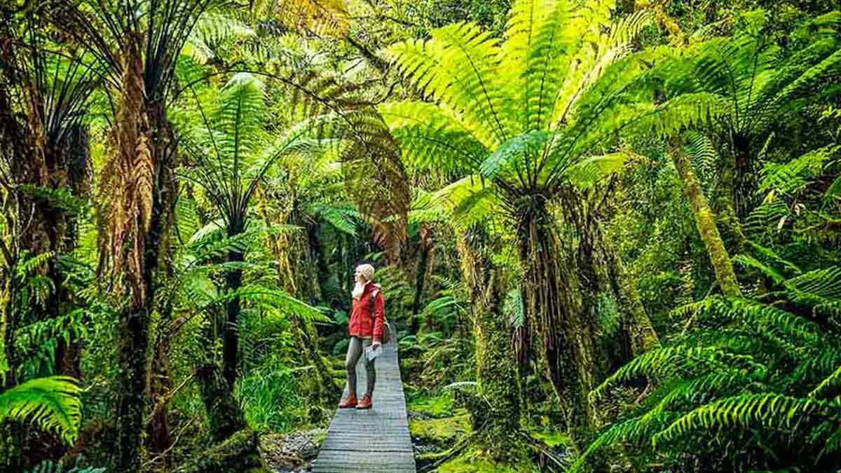 Woman walking through rainforest in New Zealand