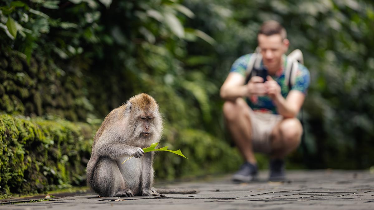 urist photographing long-tailed macaque with mobile phone in Monkey Forest in Ubud, Bali, Indonesia