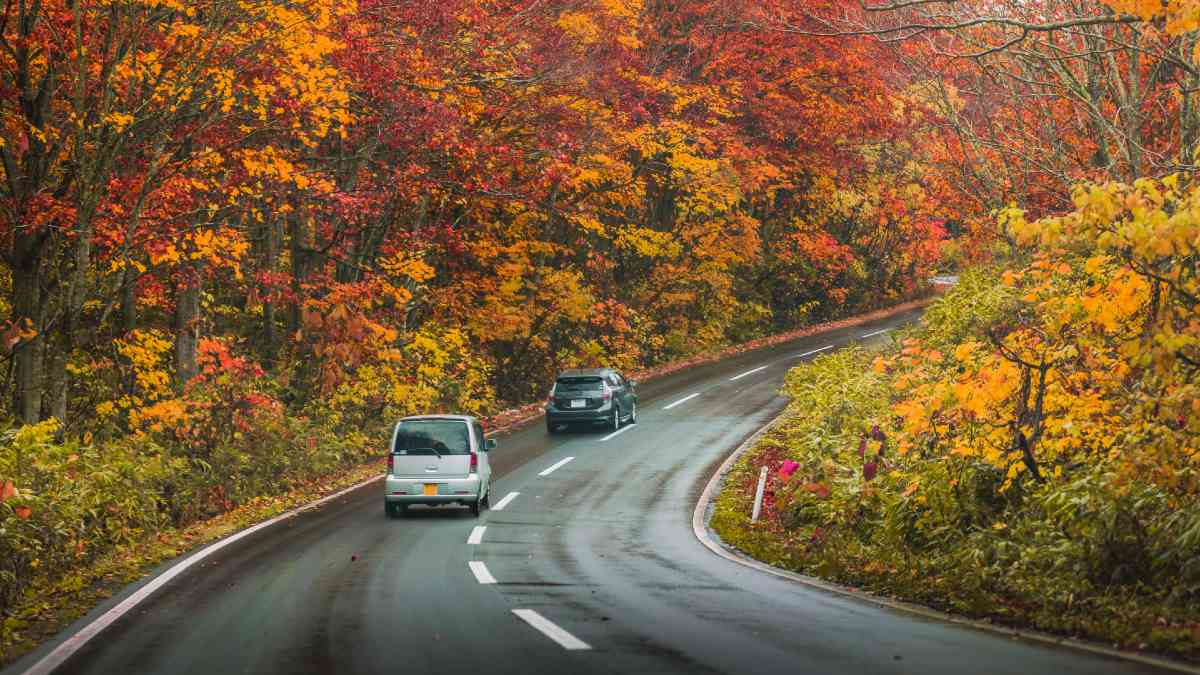 two cars on road bordered by autumn trees in Japan