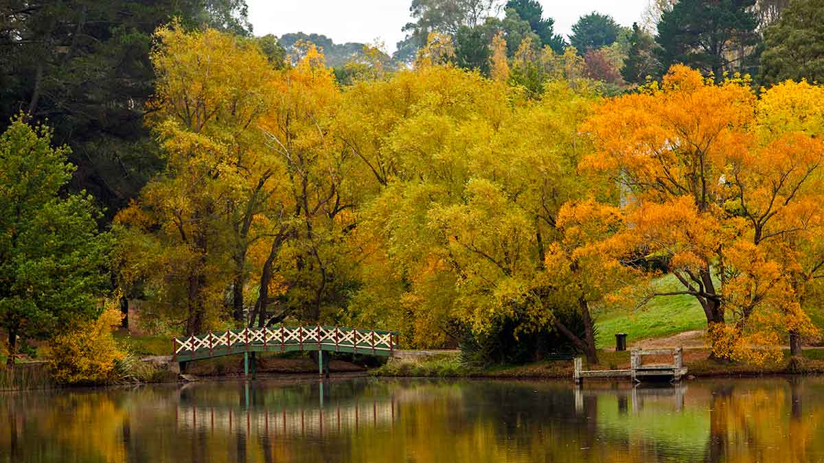 Bridge over Daylesford Lake surrounded by tall trees covered in yellow and gold foliage in autumn.