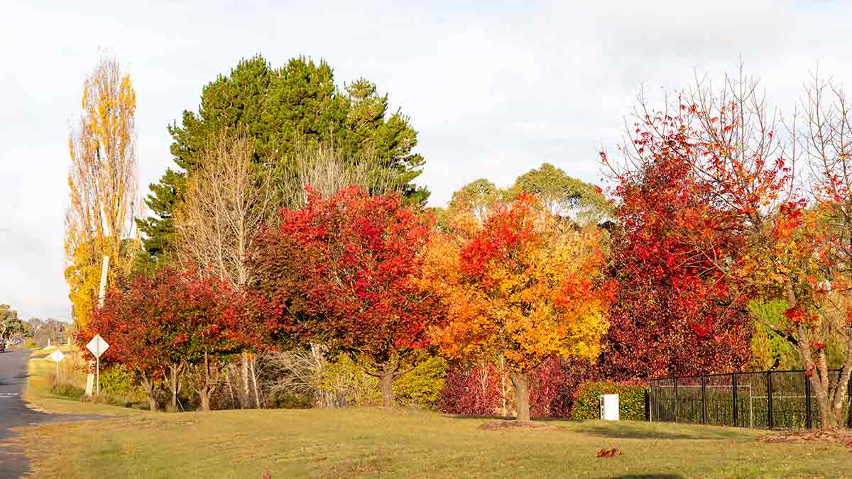 Beautiful autumn foliage on a property in Victoria's High Country 
