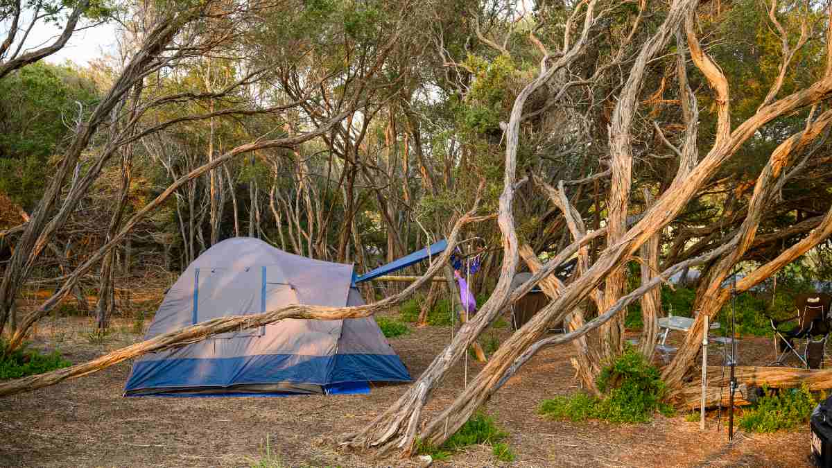 tent set up among trees