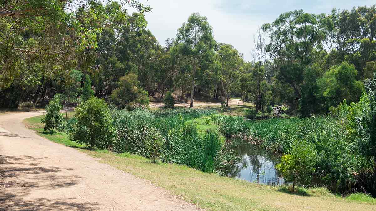 Gardiners Creek Trail with gravel bike path, gum trees, shrubs and reedy billabong