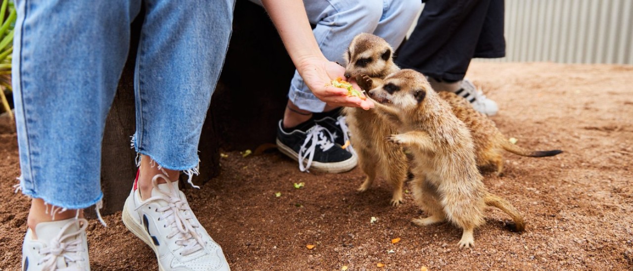 Meerkats at Ballarat Wildlife Park A person hand feeding meerkats at Ballarat Wildlife Park