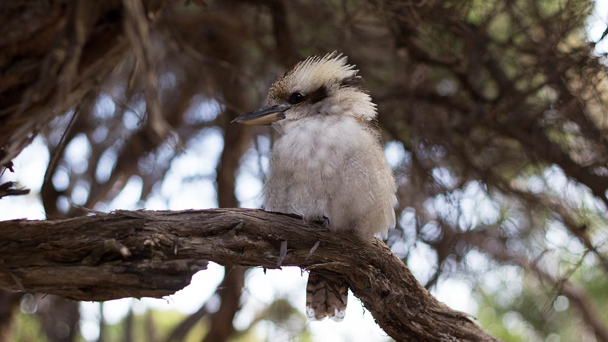 Kookaburra sitting on tree at Wilsons Promontory, Australia.