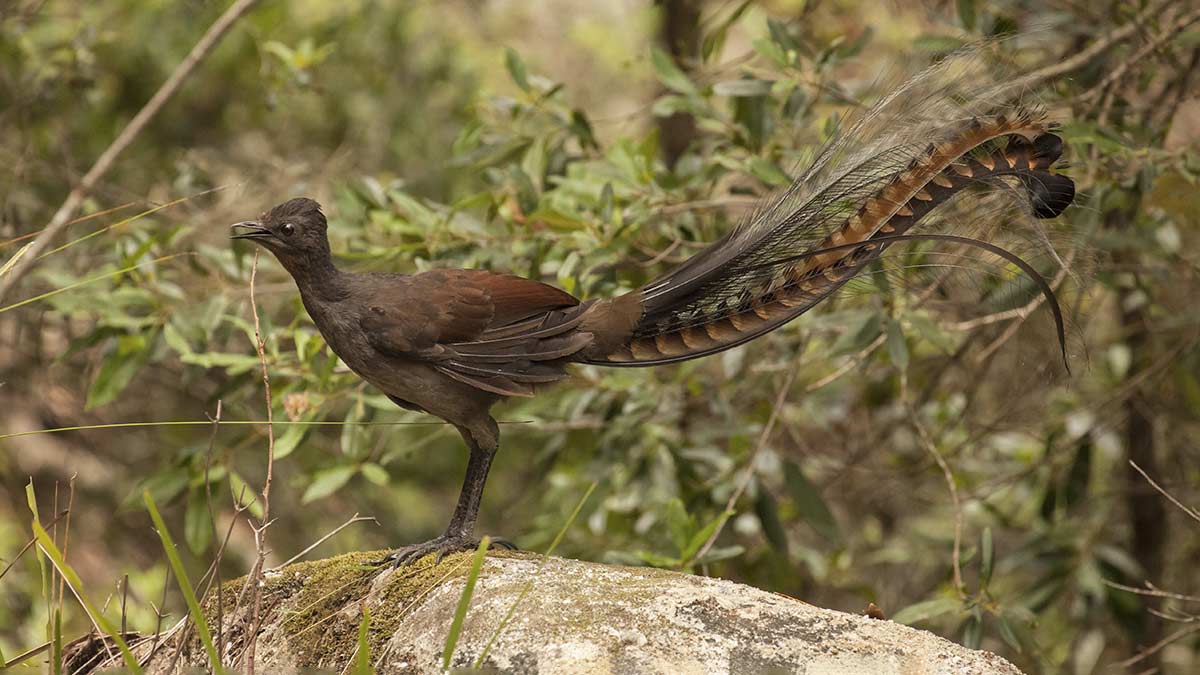 Lyrebird in Australian bush.