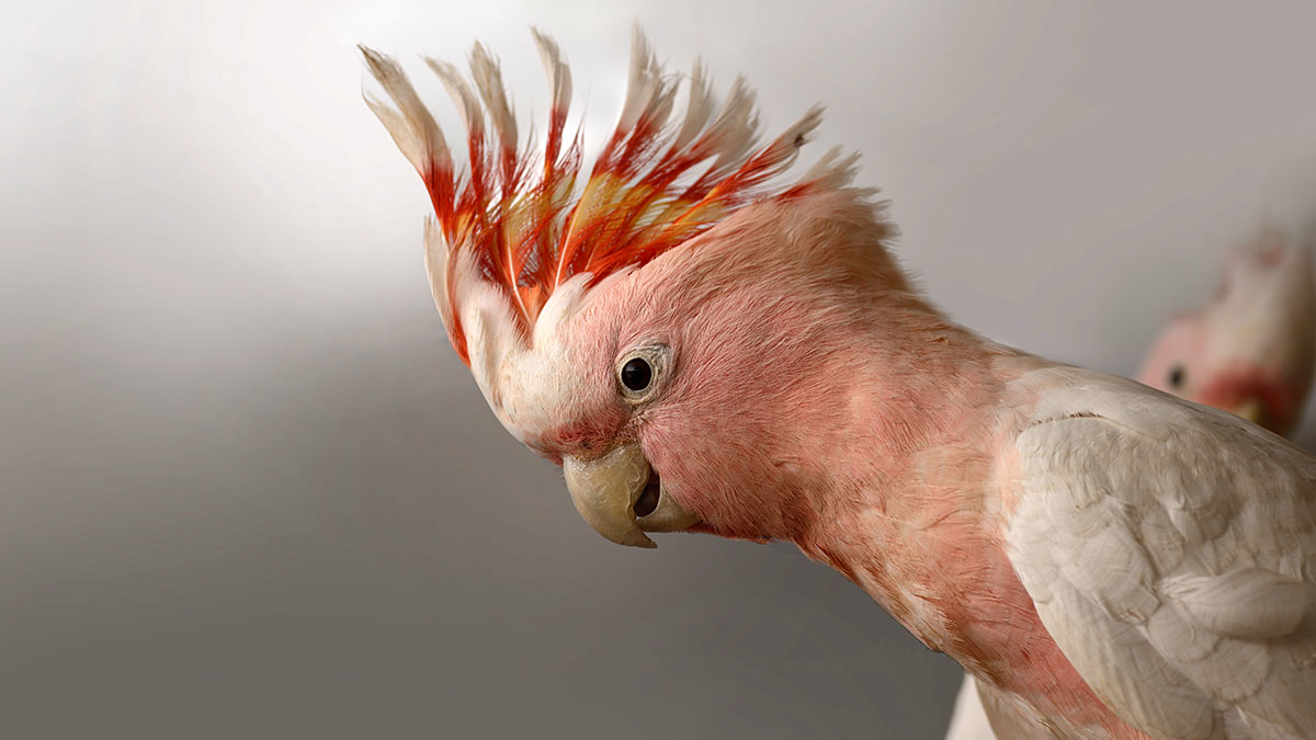 Portrait of immature Major Mitchell Cockatoo.