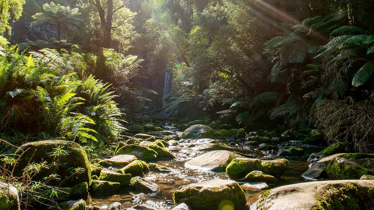 Verdant green bush with Hopetoun Falls in the distance in The Otways, Victoria, Australia