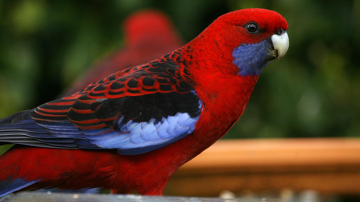 Striking red rosella with blue-tipped wings.