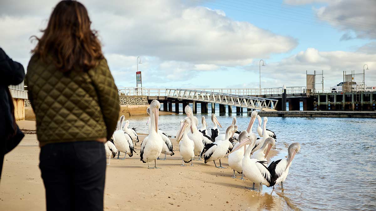 Woman watching pelicans waiting to be fed at San Remo, Victoria, Australia.