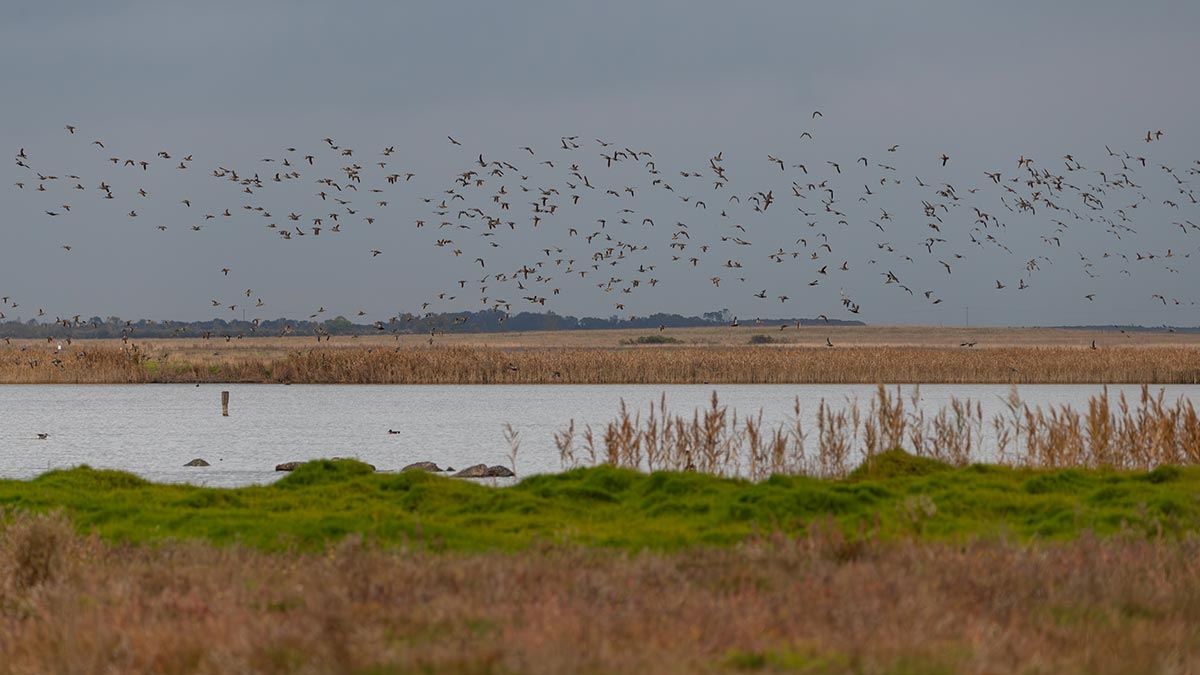 Flock of birds flying over Western Treatment Plant in Werribee, Melbourne, Australia
