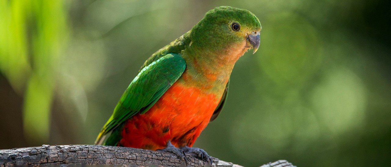 Beautiful green and red-bellied King Parrot perched on tree branch.