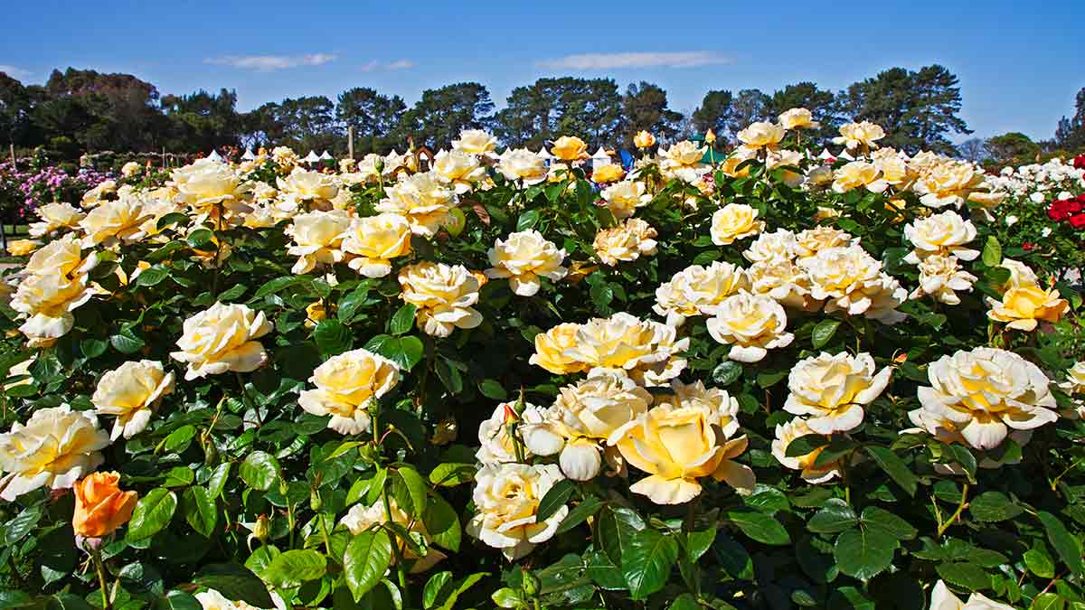 Yellow roses at Victoria State Rose Garden, Werribee.