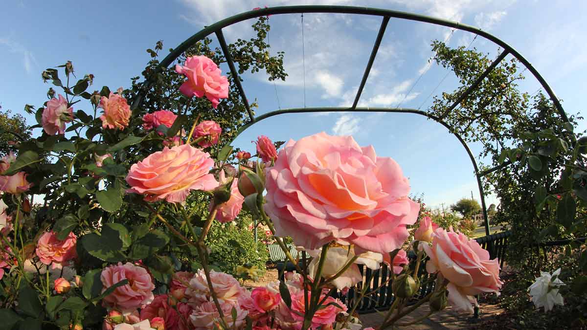 Pink and apricot roses in Morwell Centenary Rose Garden, Australia.