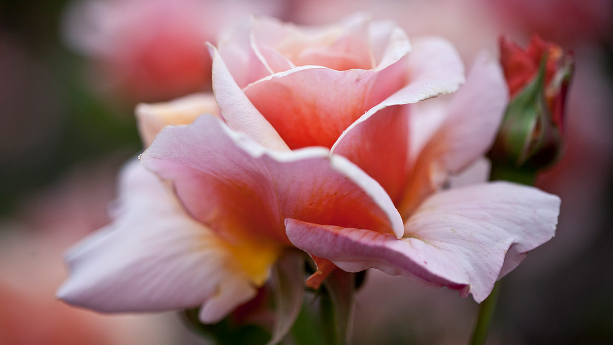 Close-up of rose taken in Victoria, Australia.