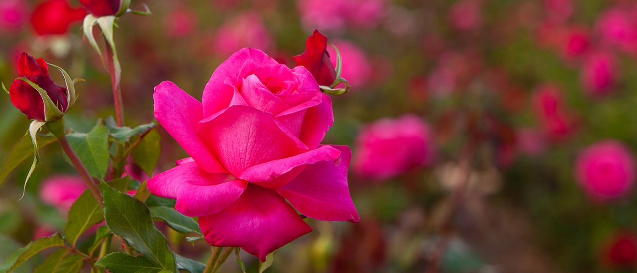 Roses love the arid conditions of Mildura.