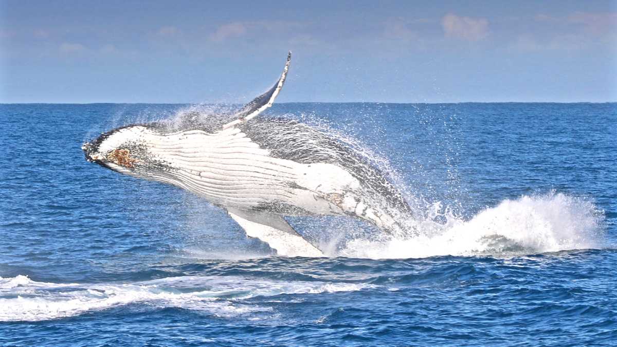 breaching whale