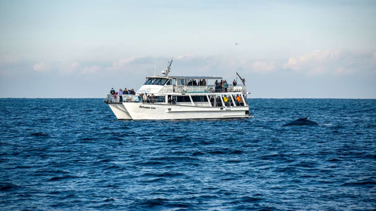 whale watching boat in ocean with whale breaching nearby
