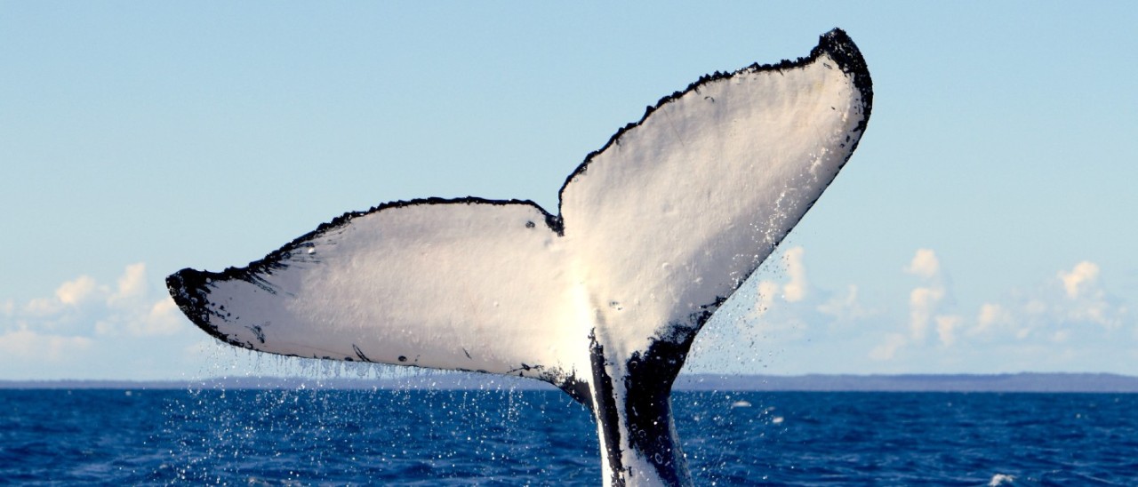 Whale_Wildlife Coast Cruises_Phillip Island_Visit Victoria whale tail