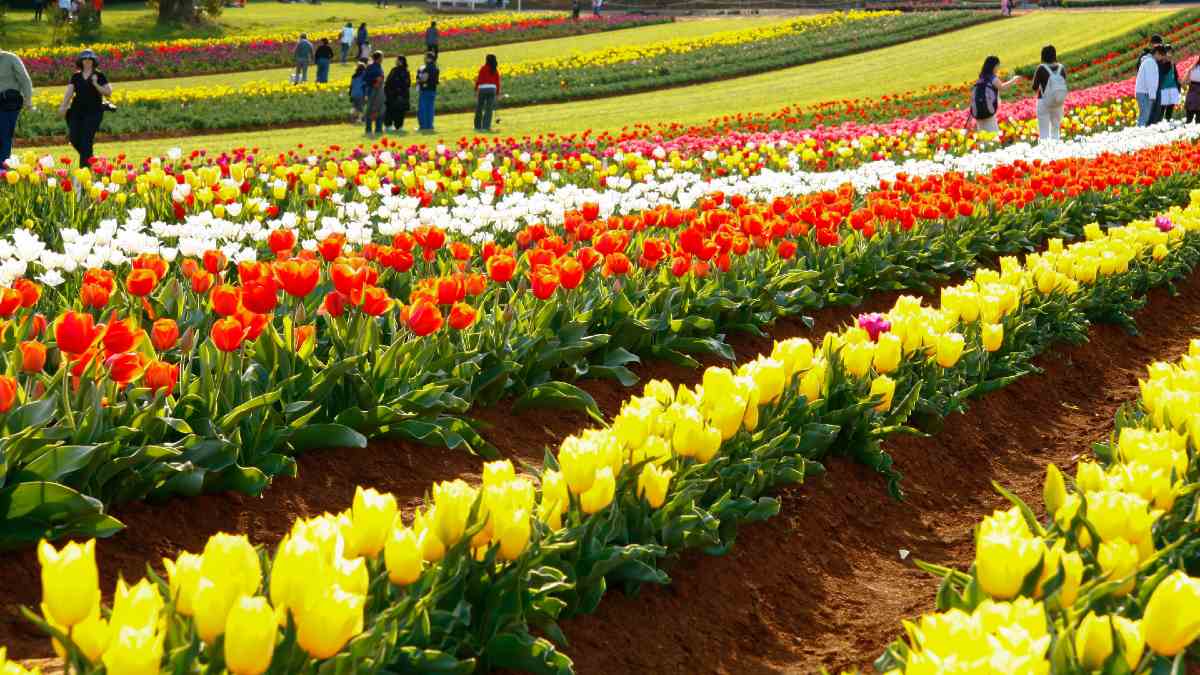 large rows of blooming tulips with people walking among them