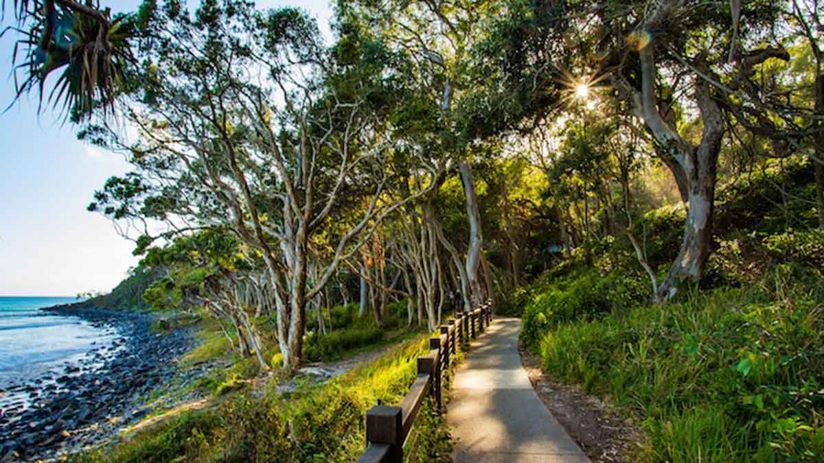 Noosa coastal walk along tree-lined path with ocean in distance.