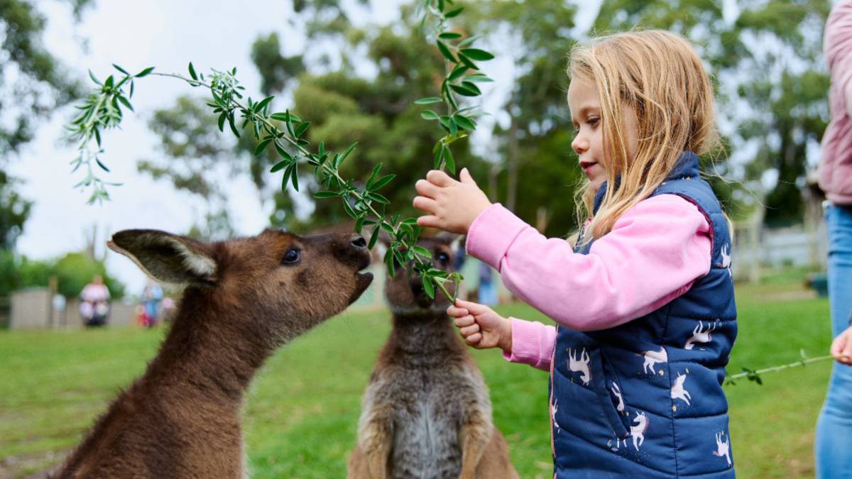 A young girl feeding two wallabies at Ballarat Wildlife Park