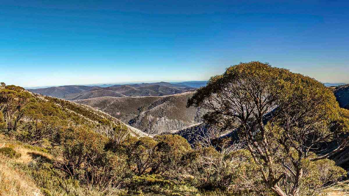View over the trees at Mt Hotham
