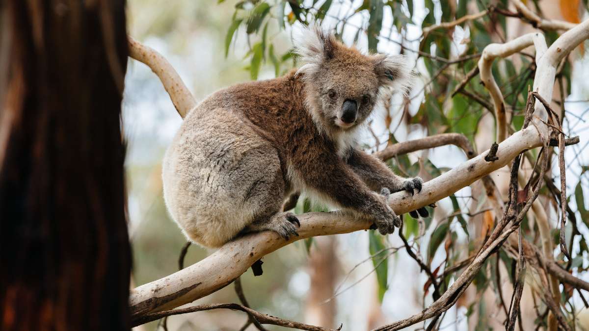 koala in a gum tree