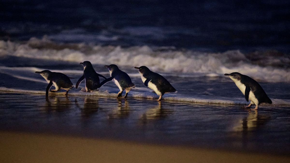five little penguins on the beach