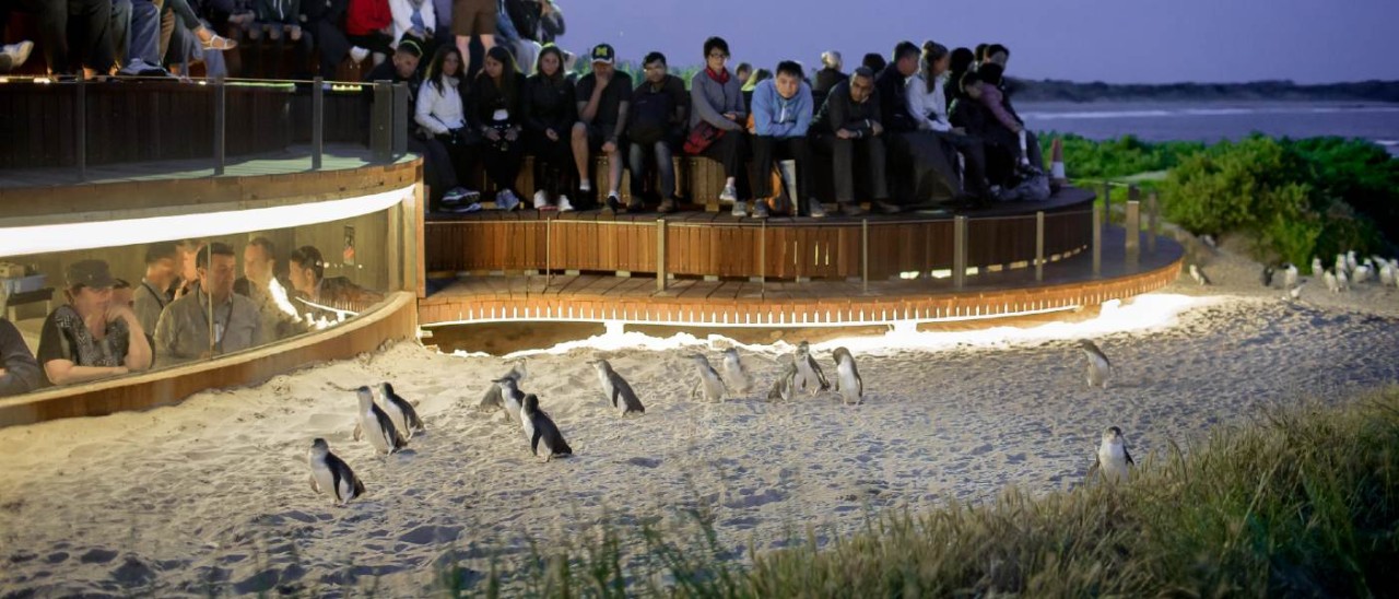 dozens of tourists watch little penguins waddle across sand