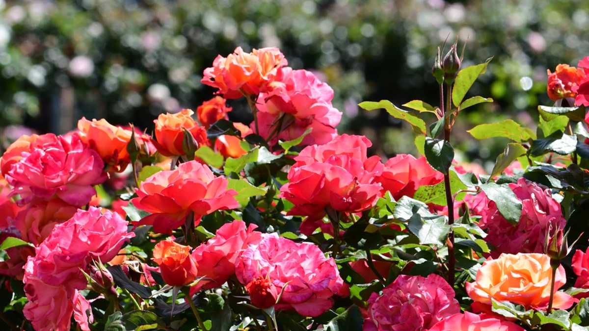 A close-up of pink roses at the Victoria State Rose Garden in Werribee