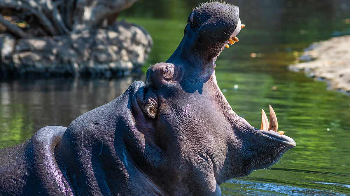 Hippopotamus in water with head wide open at Werribee Open Range Zoo.