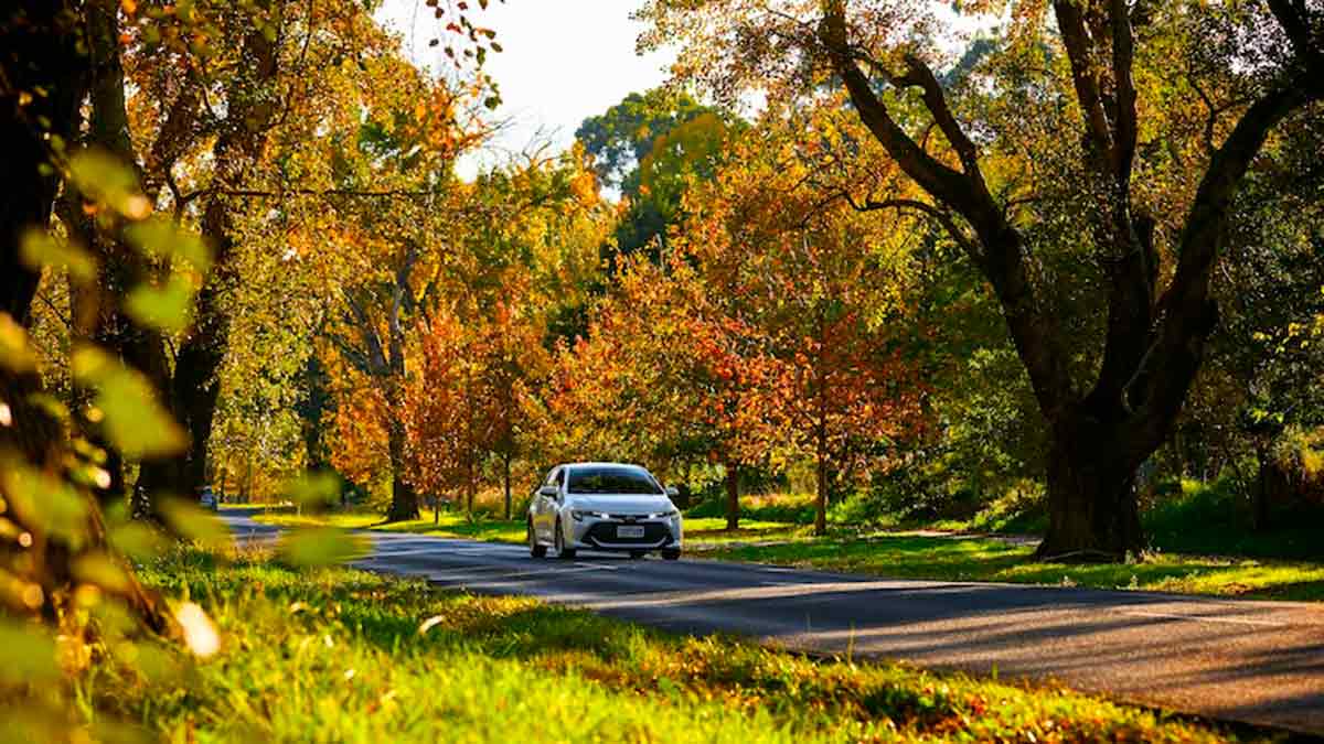 Car travelling along country road during autumn in Healesville