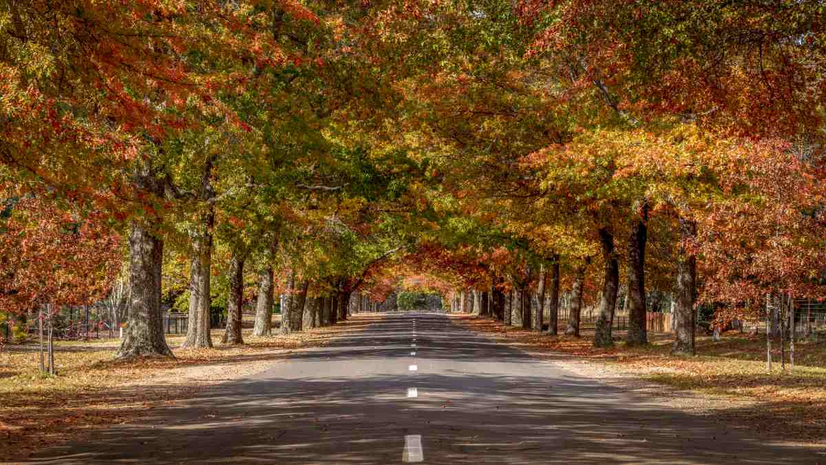 street lined with autumn trees