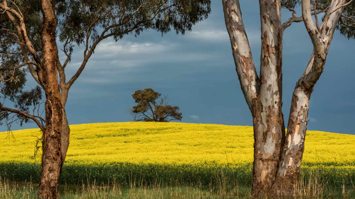 gold canola fields with gumtrees in foreground