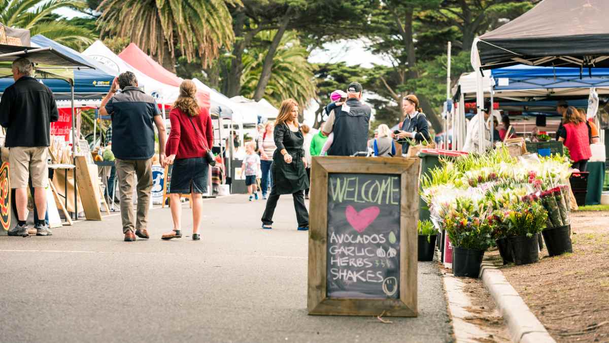Dolphin in Port Phillip Bay